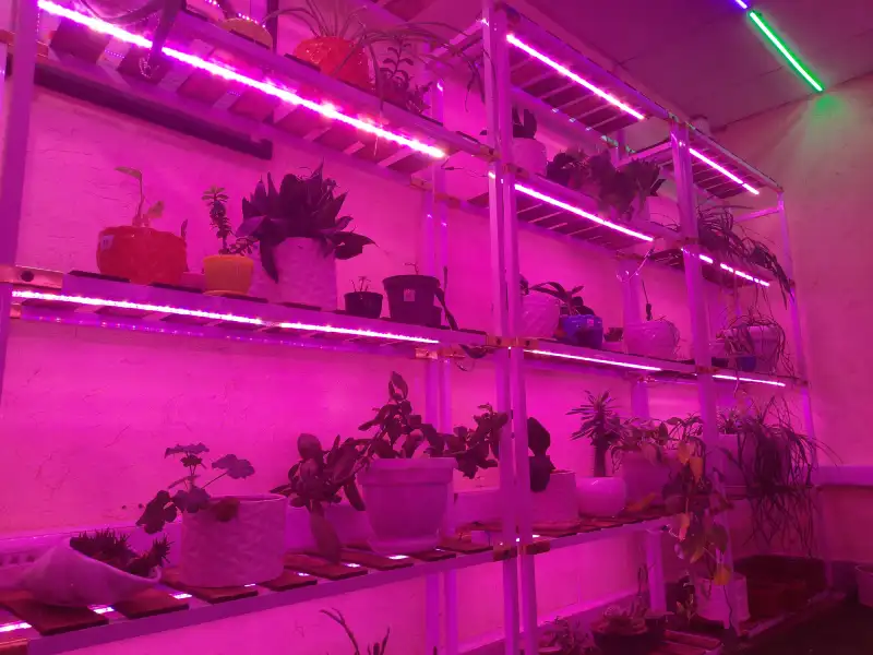 What is Plant Grow Light?